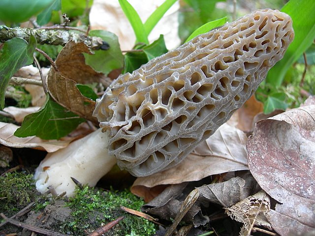 Il Tempo delle Morchelle